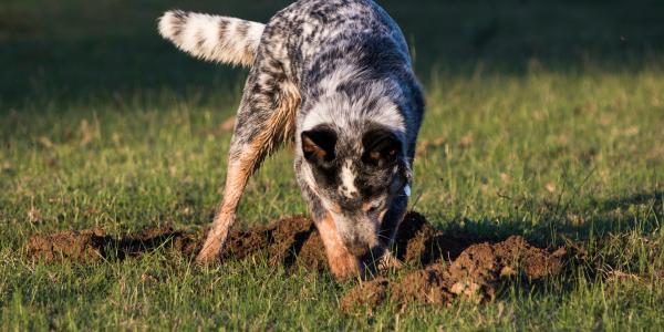 Natural dog digging clearance deterrent